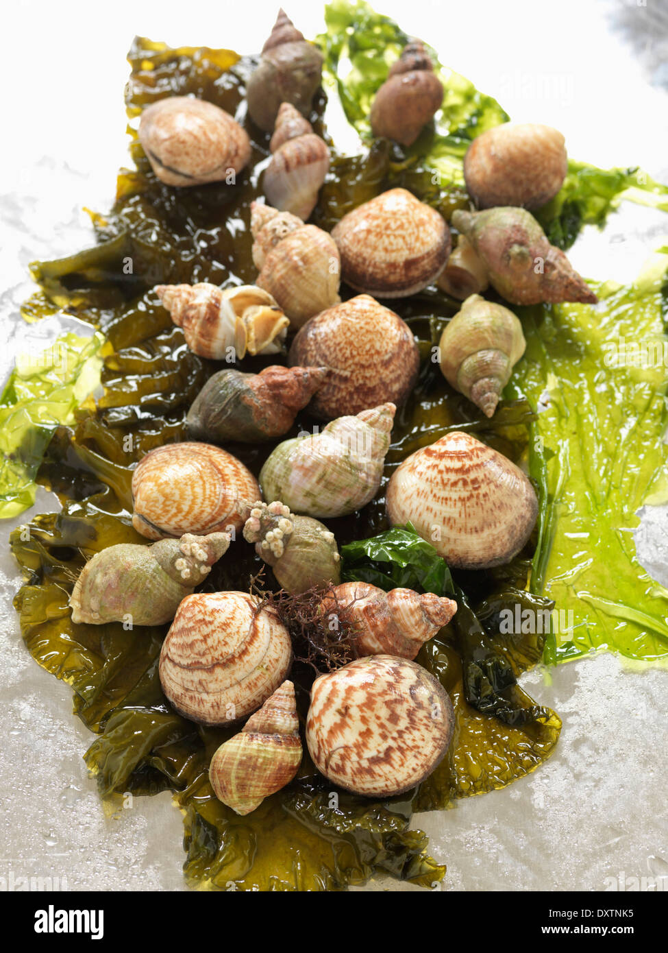 Whelks hires stock photography and images Alamy