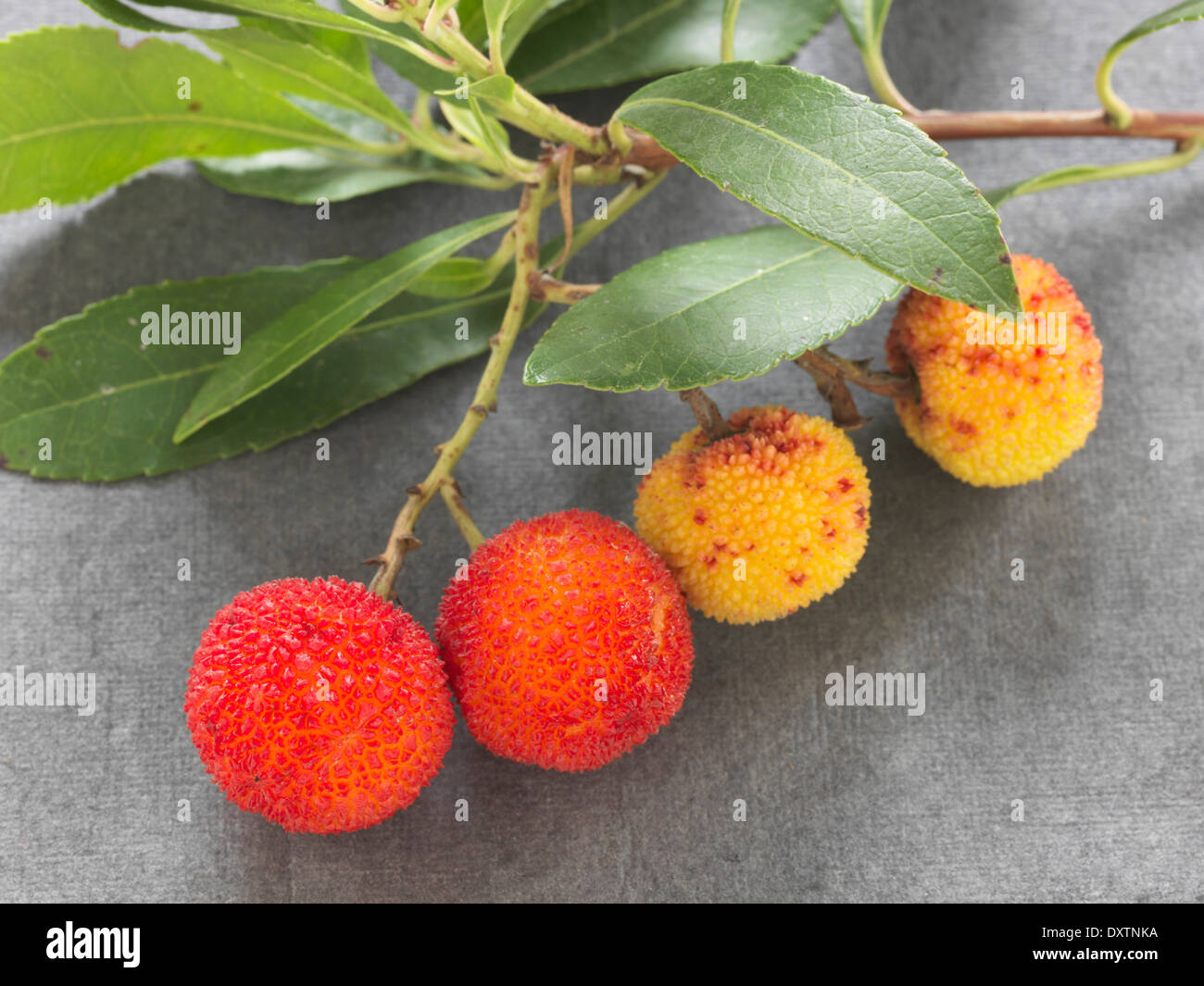 Arbutus Berries Hi-res Stock Photography And Images - Alamy