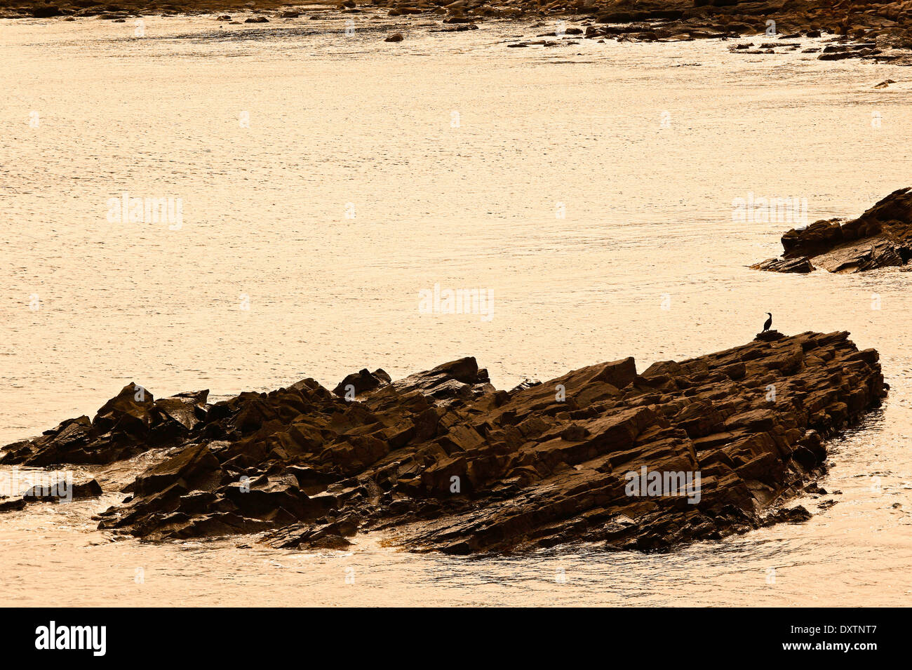 Mediterranean Shag (Phalacrocorax aristotelis desmarestii) on a rock sea in the dawn light Stock Photo