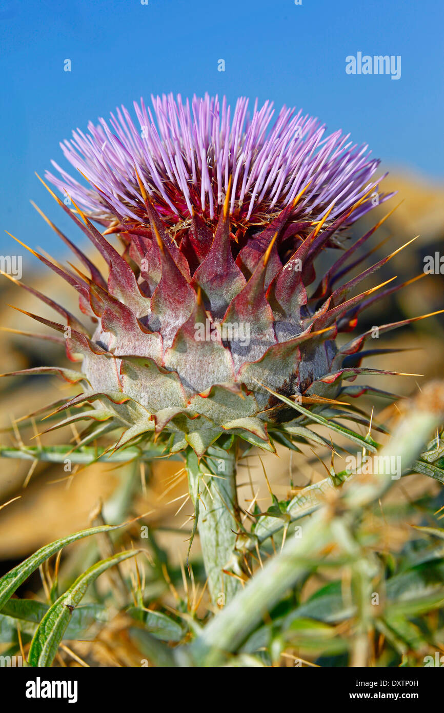 Wild Thislle (Cynara cardunculus sylvestris) Stock Photo