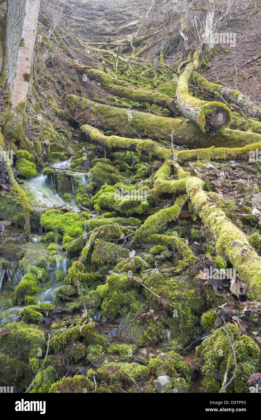 Small waterfall in pure virgin nature covered with green moss Stock Photo