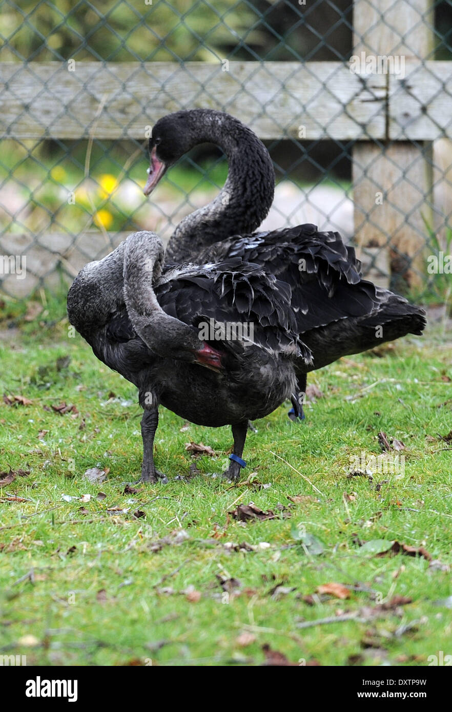 Rastede, Germany. 31st Mar, 2014. Black swans are pictured in an enclosure of the wildlife sanctuary in Rastede, Germany, 31 March 2014. Black swans, three kangaroos and an ibex were discovered during a police check on a motorway and freed. Photo: CARMEN JASPERSEN/DPA/Alamy Live News Stock Photo