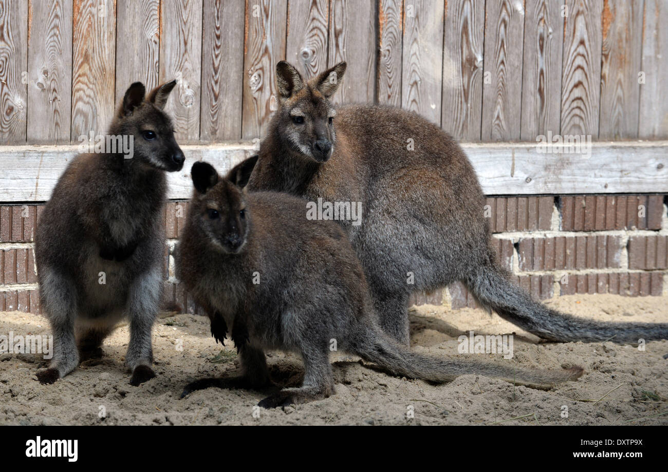 Rastede, Germany. 31st Mar, 2014. Kangaroos are pictured in an enclosure of the wildlife sanctuary in Rastede, Germany, 31 March 2014. Black swans, three kangaroos and an ibex were discovered during a police check on a motorway and freed. Photo: CARMEN JASPERSEN/DPA/Alamy Live News Stock Photo