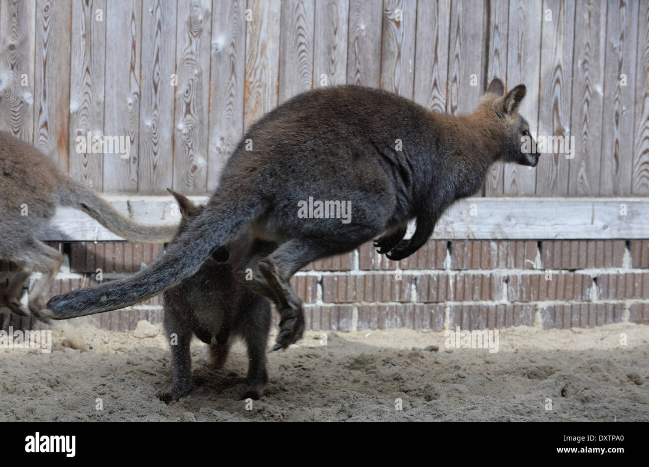 Rastede, Germany. 31st Mar, 2014. Kangaroos are pictured in an enclosure of the wildlife sanctuary in Rastede, Germany, 31 March 2014. Five Black swans, three kangaroos and an ibex were discovered during a police check on a motorway and freed. Photo: CARMEN JASPERSEN/DPA/Alamy Live News Stock Photo