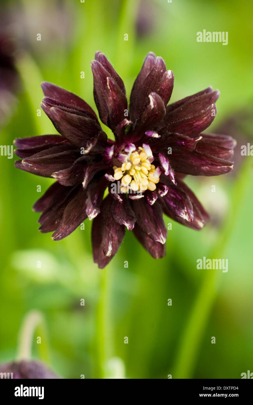 Close up of Aquilegia vulgaris var. stellata 'Black Barlow', Granny's Bonnet. Perennial, May, Spring. Dark wine red/brown flower Stock Photo