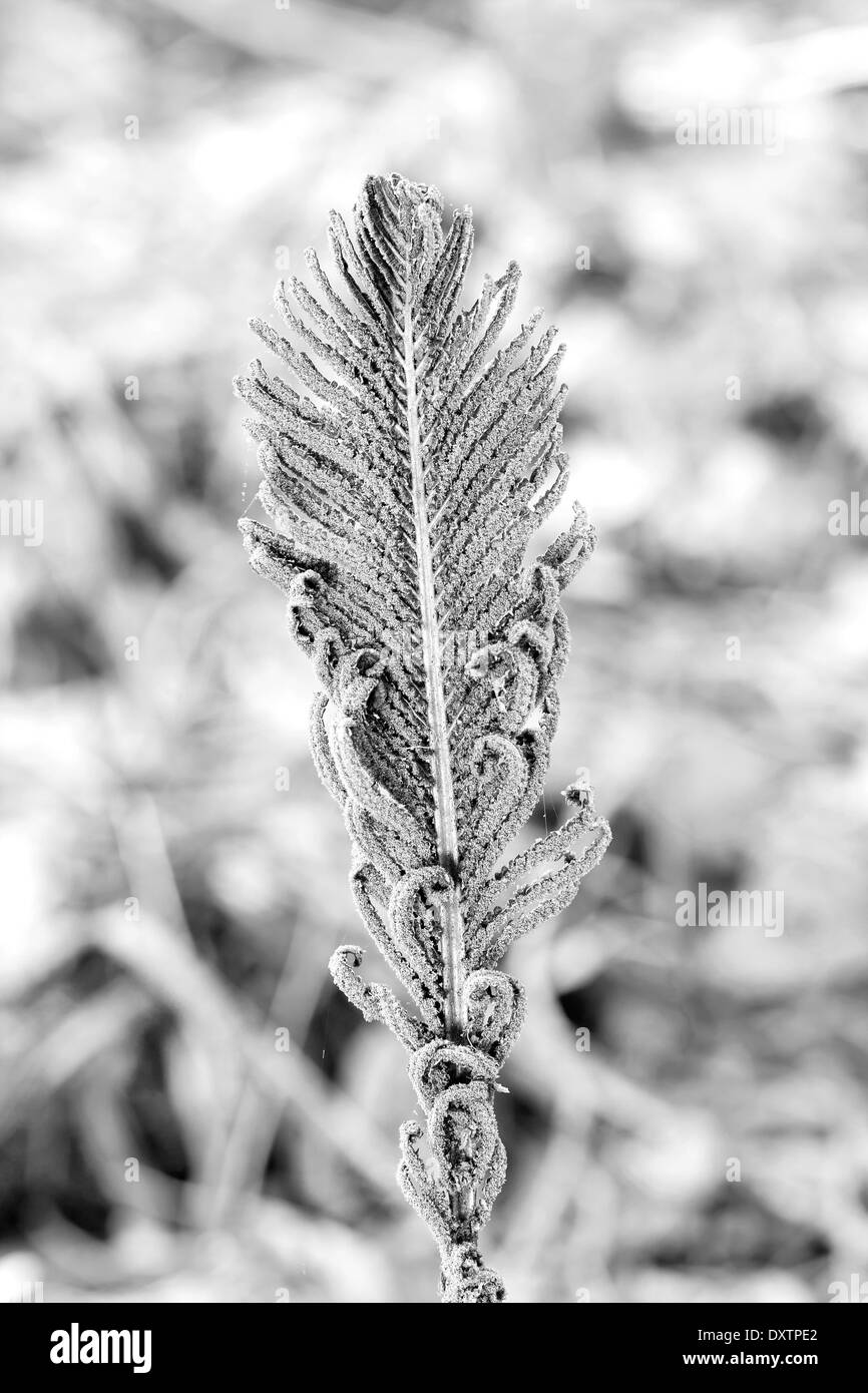 Close up of an old dead and dry brown fern or bracken leaf Stock Photo