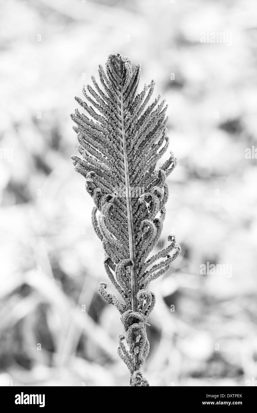 Close up of an old dead and dry brown fern or bracken leaf Stock Photo