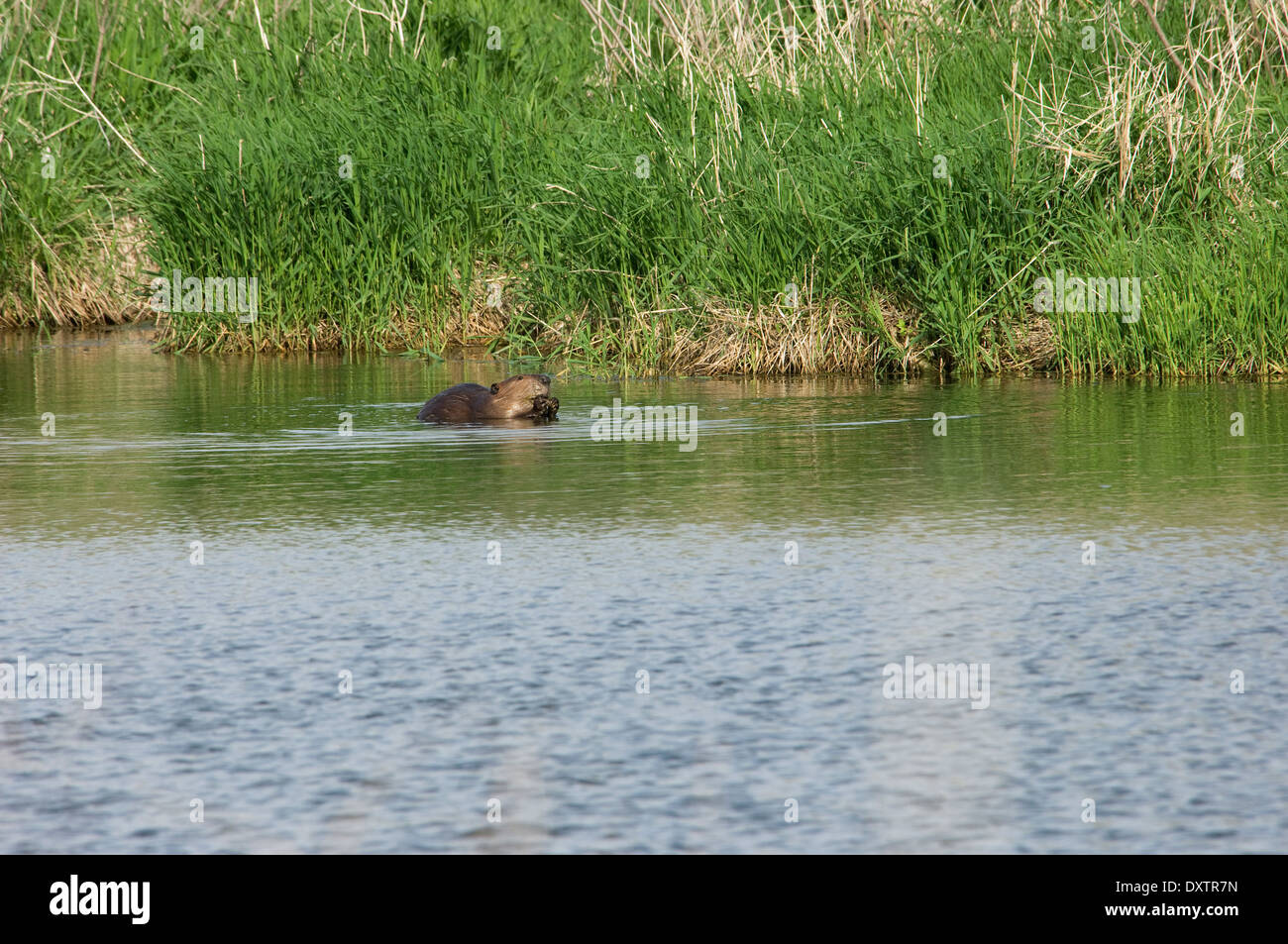 Beaver in a prairie pond, Pipestone National Monument, Minnesota. Digital photograph Stock Photo