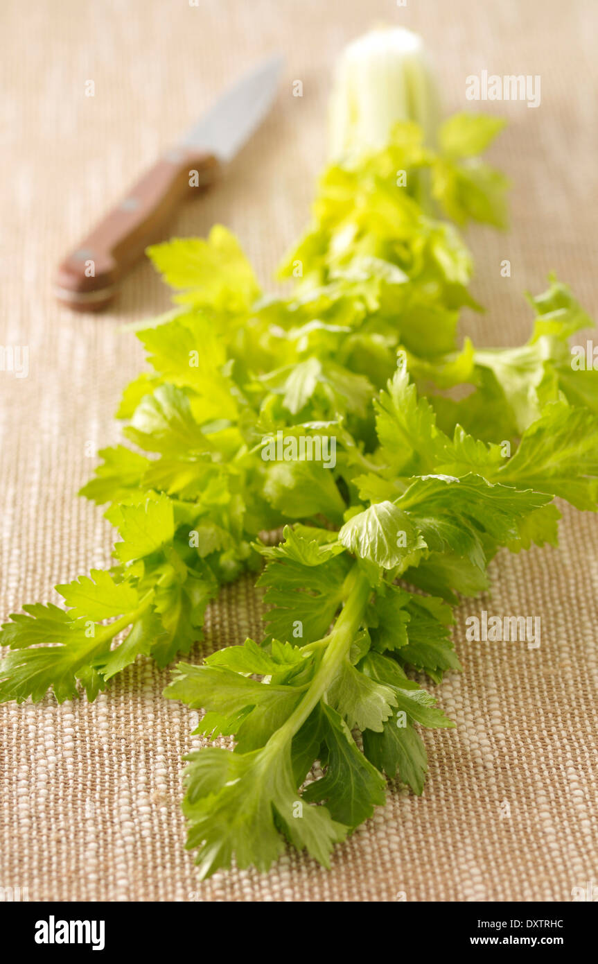 Celery stalks Stock Photo