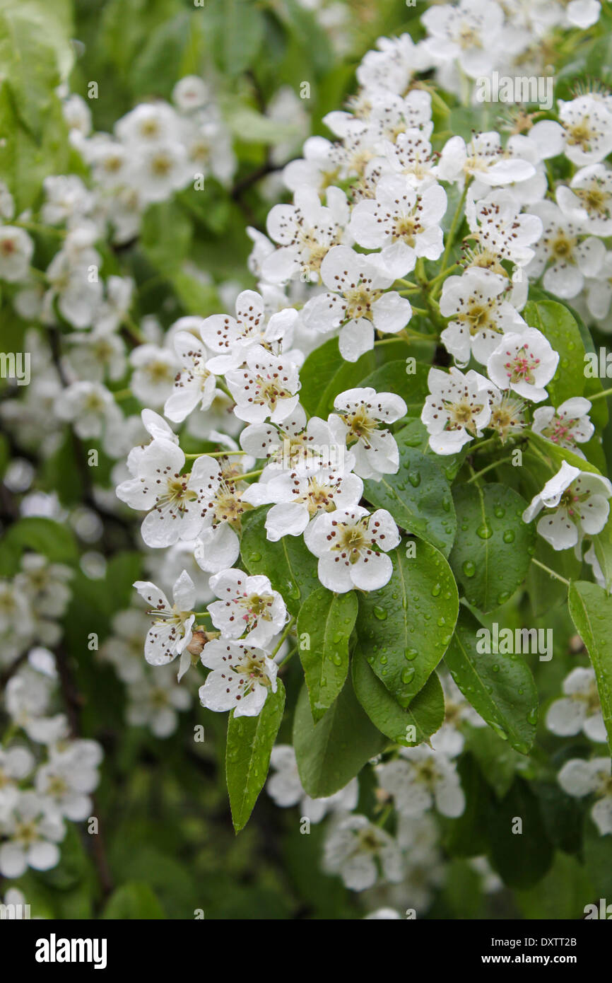 Bird cherry tree hi-res stock photography and images - Alamy