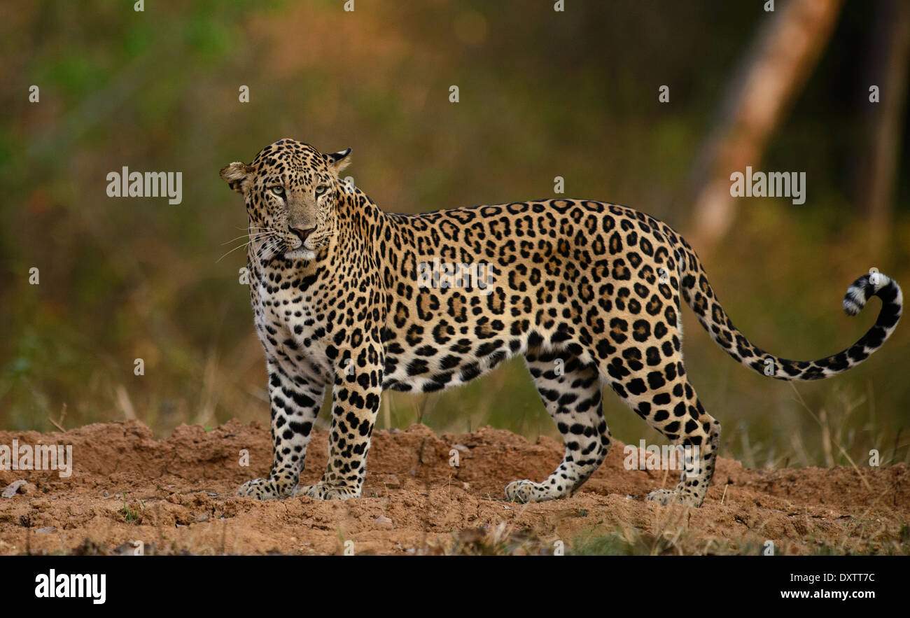 Indian leopard hires stock photography and images Alamy