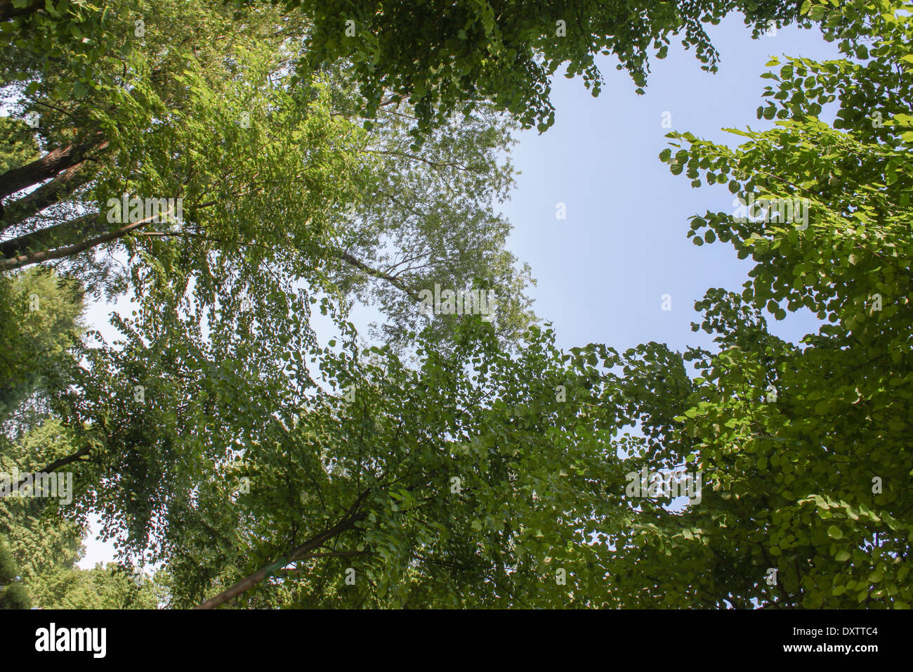 Sky high trees hi-res stock photography and images - Alamy
