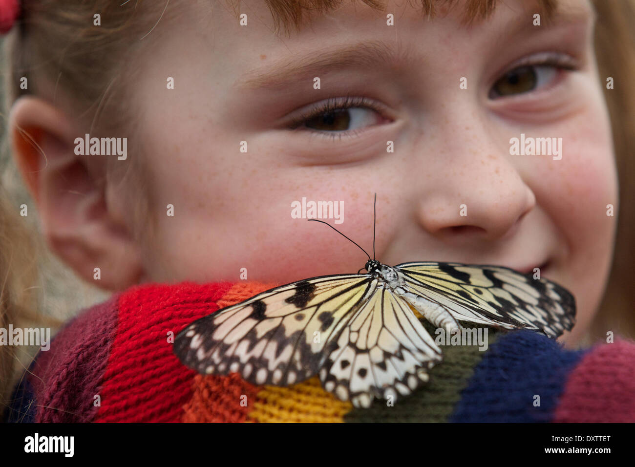 London, UK . 31st Mar, 2014.  Kids play with Butterflies at the Natural History Museum to launch Sensational Butterflies exhibit Stock Photo