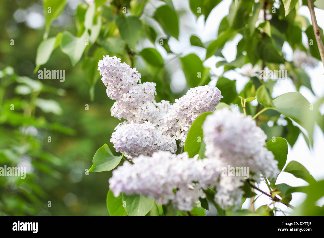 lilac flowers blooming bouquet closeup bush day light 'copy space' nobody green leaves day Stock Photo