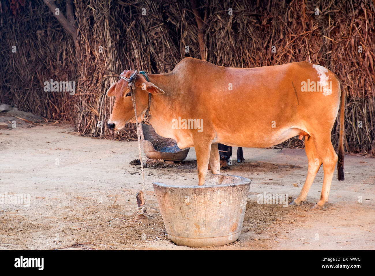 India, Uttar Pradesh, Agra cow in home yard Stock Photo