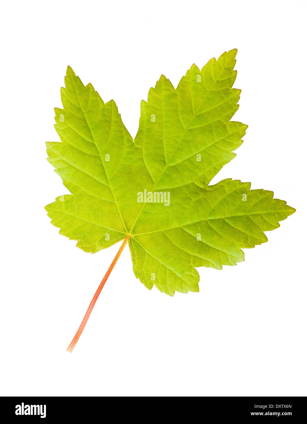 Green maple leaf isolated on white background Stock Photo - Alamy