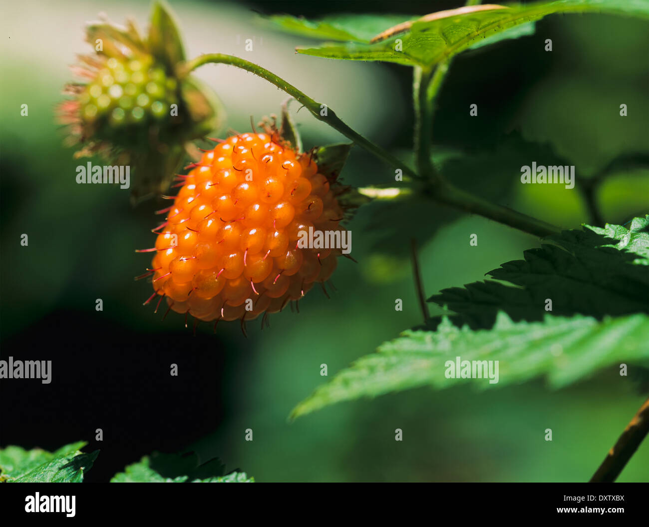 Salmonberry (Rubus spectabilis); Waldport, Oregon, United States of