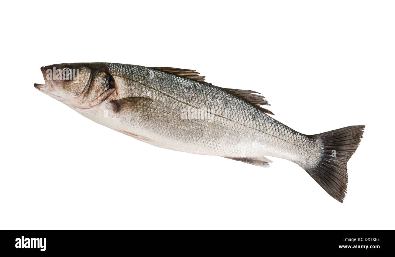 Seabass isolated on white background Stock Photo