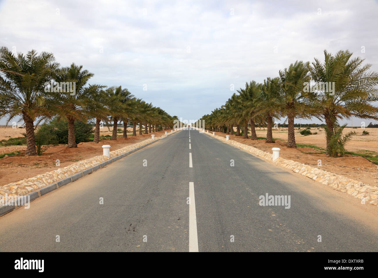 Alley with date palm trees in Qatar, Middle East Stock Photo