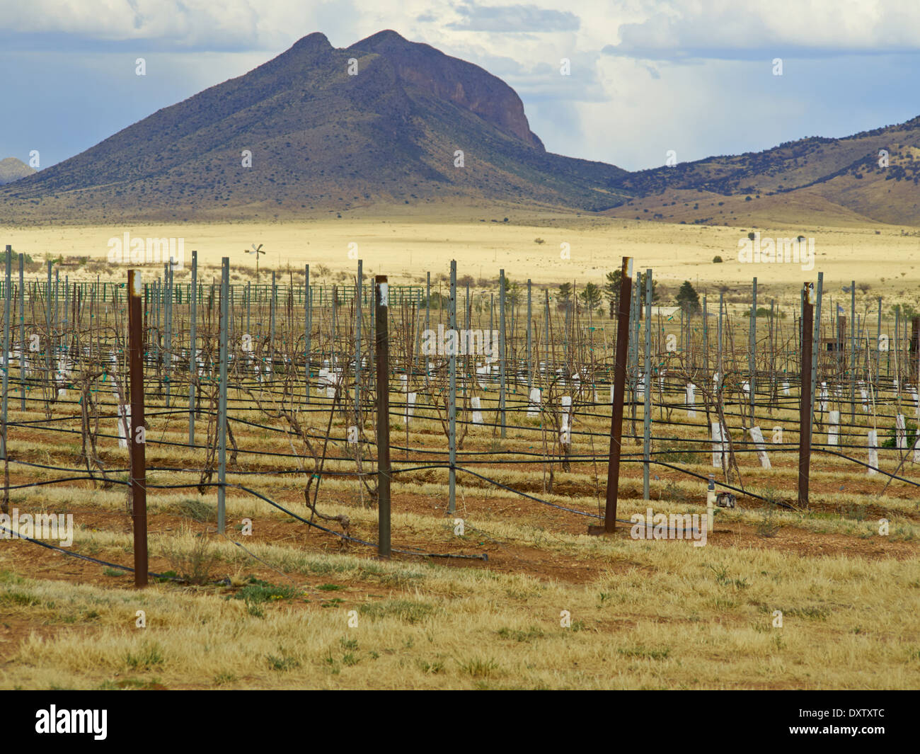 vineyard, Elgin, Arizona, USA Stock Photo - Alamy
