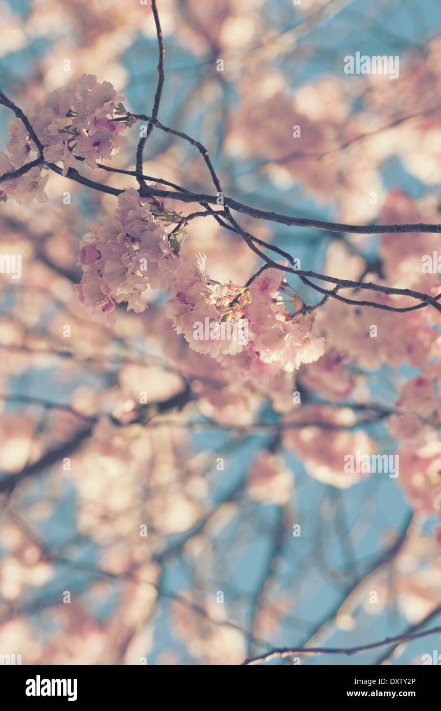 Pink cherry blossom against blue sky Stock Photo - Alamy
