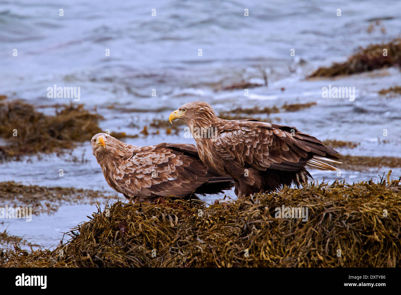 White-tailed Eagle / Sea Eagles / Erne (Haliaeetus albicilla) pair resting on rock covered in seaweed along the coast Stock Photo