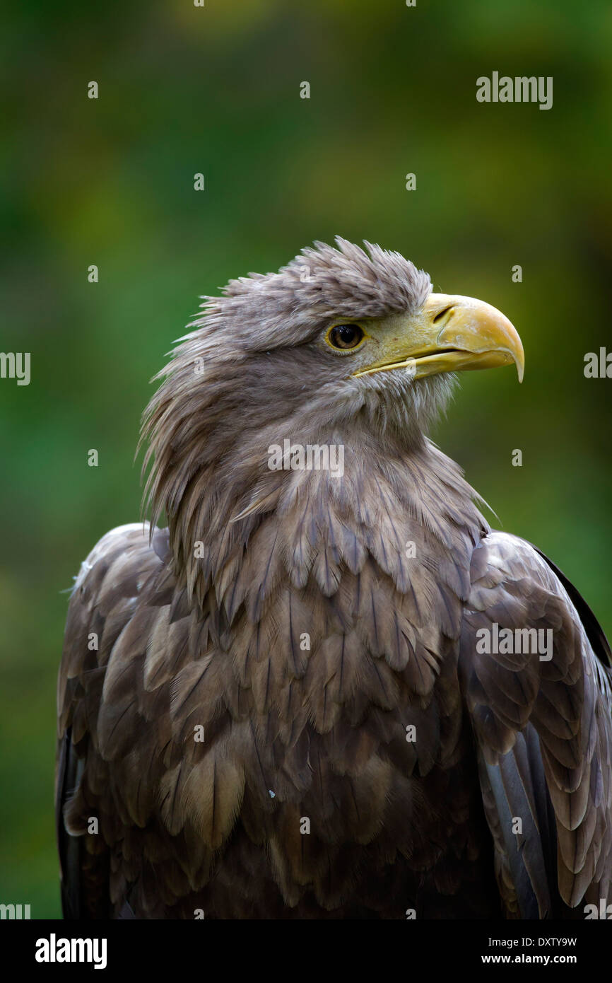 White-tailed Eagle / Sea Eagle / Erne (Haliaeetus albicilla) close up of bird Stock Photo