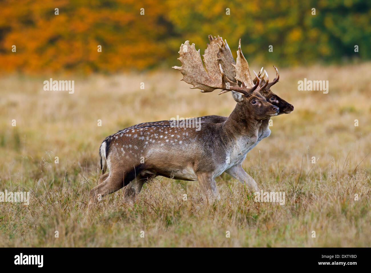 Two Fallow deer (Dama dama) bucks walking side by side and sizing each other up before fighting during the rut in autumn Stock Photo