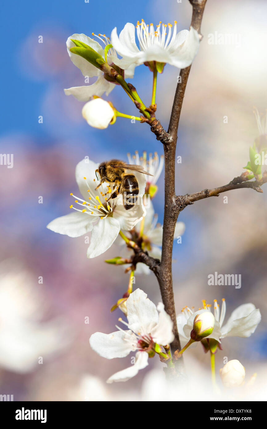Single bee on a plum tree flower Stock Photo