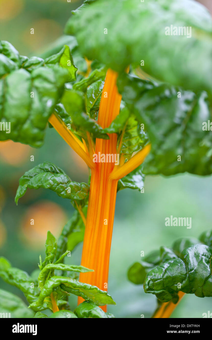 Close up of orange Leaf Beet - Swiss Chard growing in a vegetable garden Stock Photo
