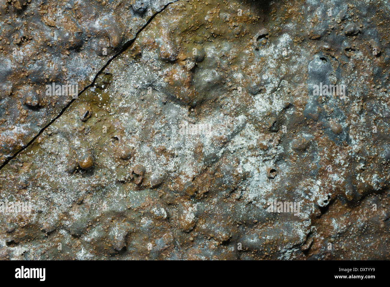 Bioluminescent bacteria found in the Leidarandi lava tube, Iceland