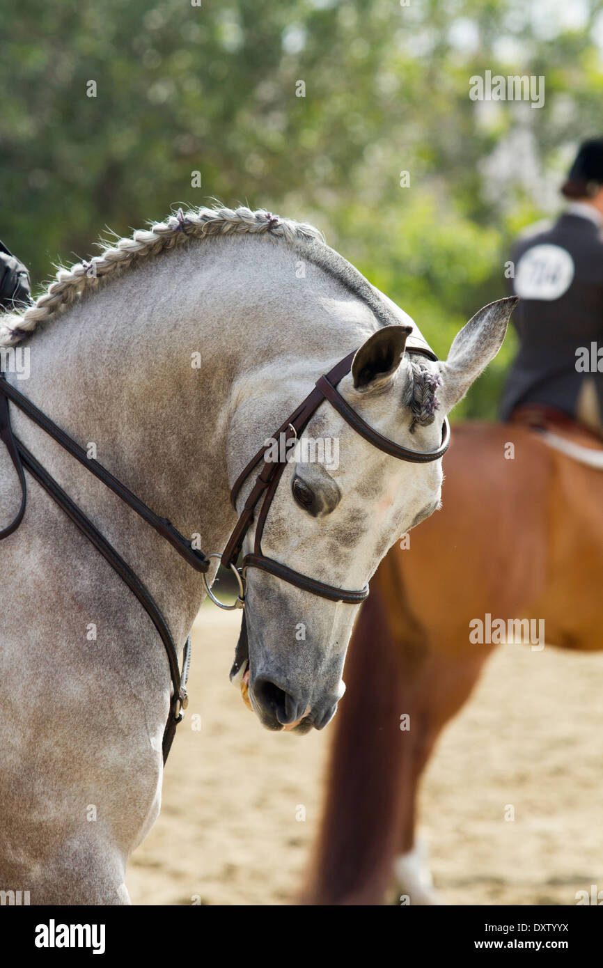 Arabian dressage horse Stock Photo Alamy