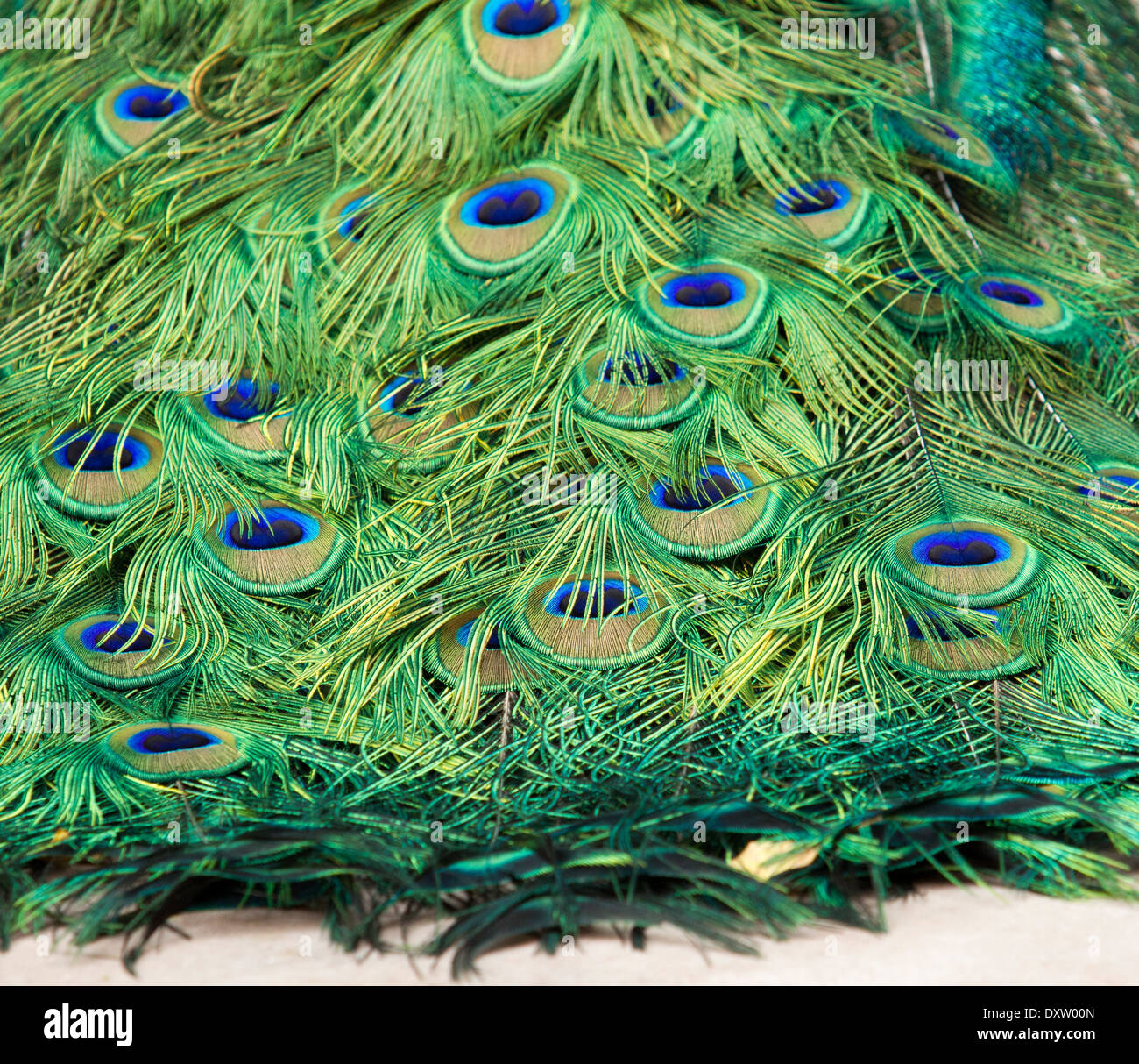 Closeup of a male peacock plumage Stock Photo