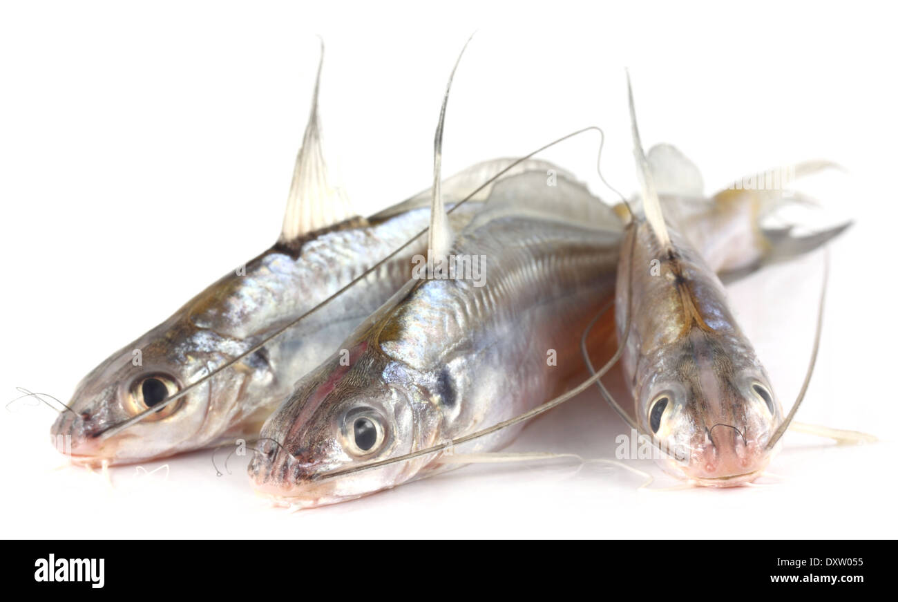 Tengra fish of Bangladesh over white background Stock Photo Alamy