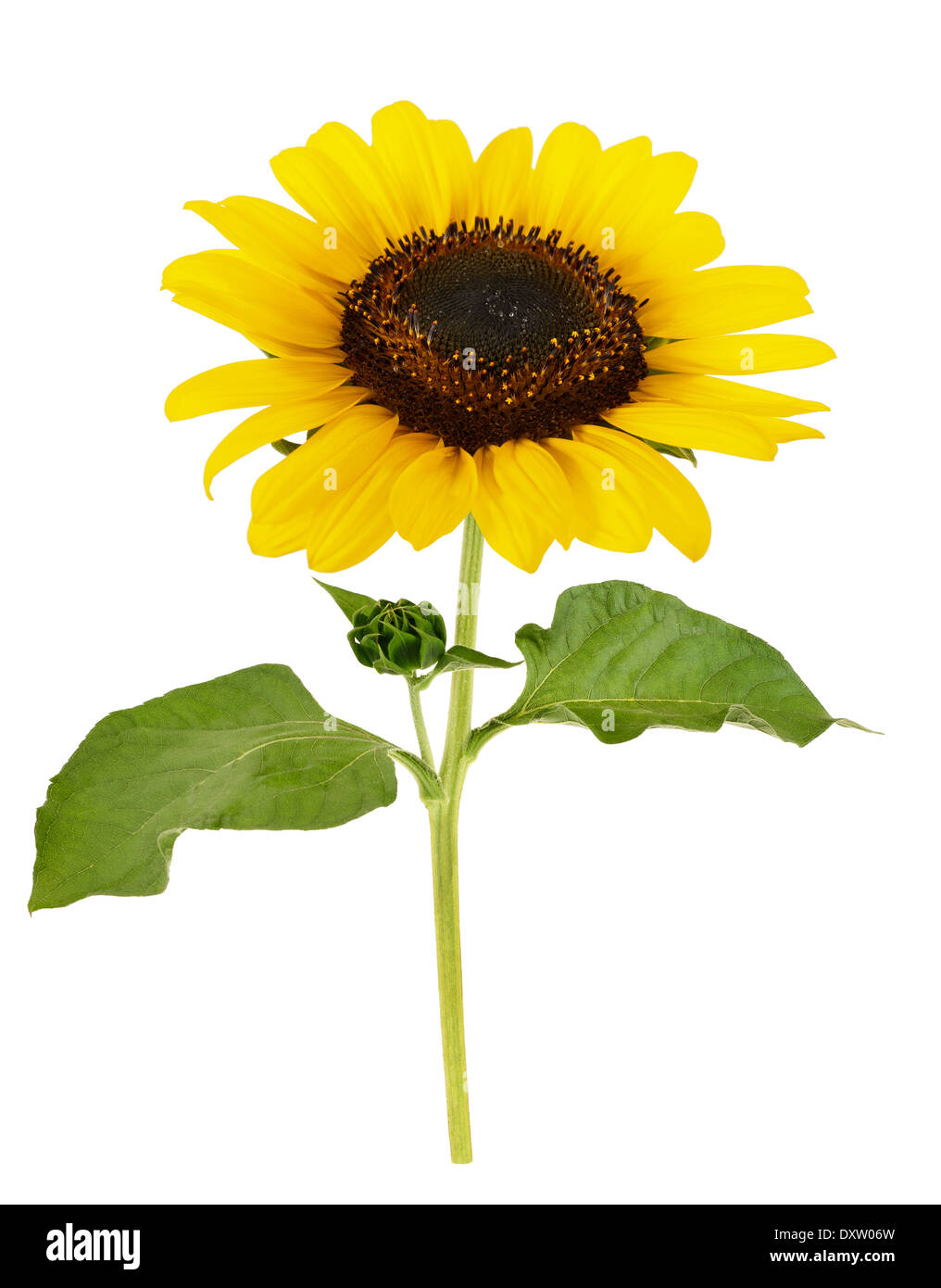 cut out sunflower with leaves isolated on white Stock Photo - Alamy