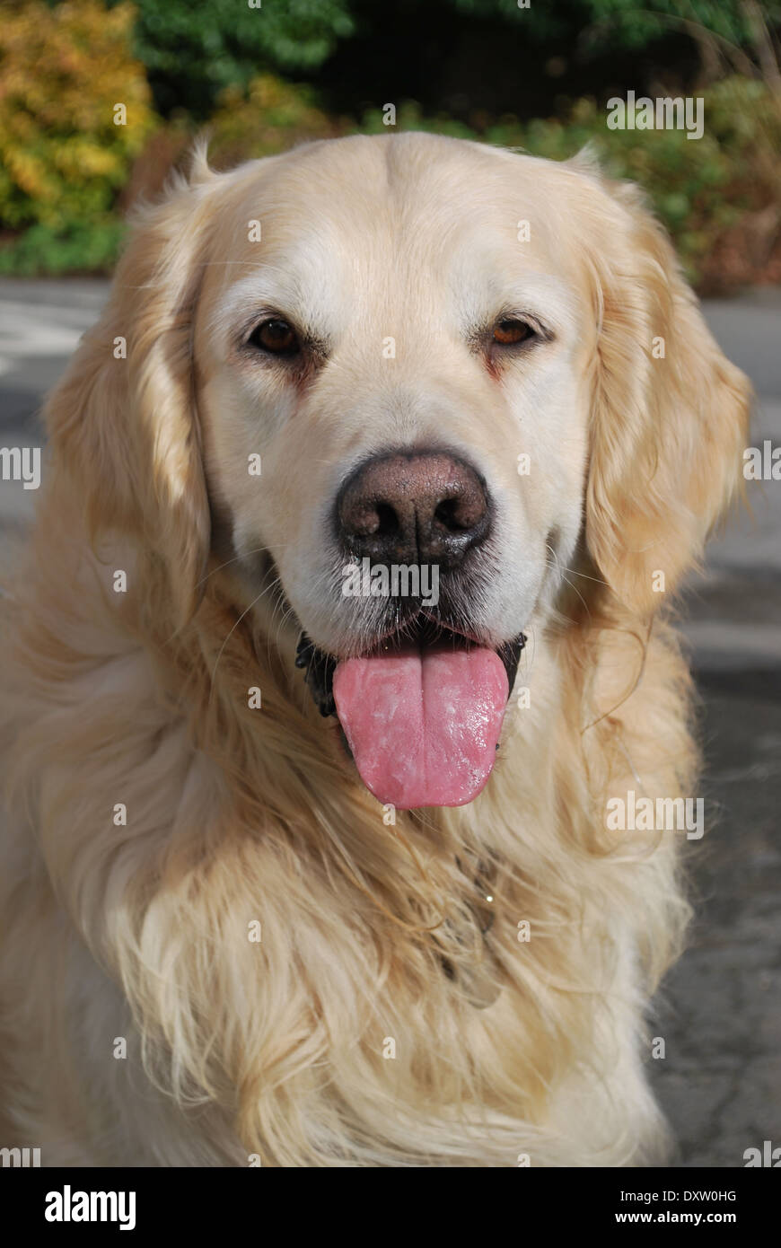 Golden retriever. With Tongue out. sat in sunshine Stock Photo - Alamy
