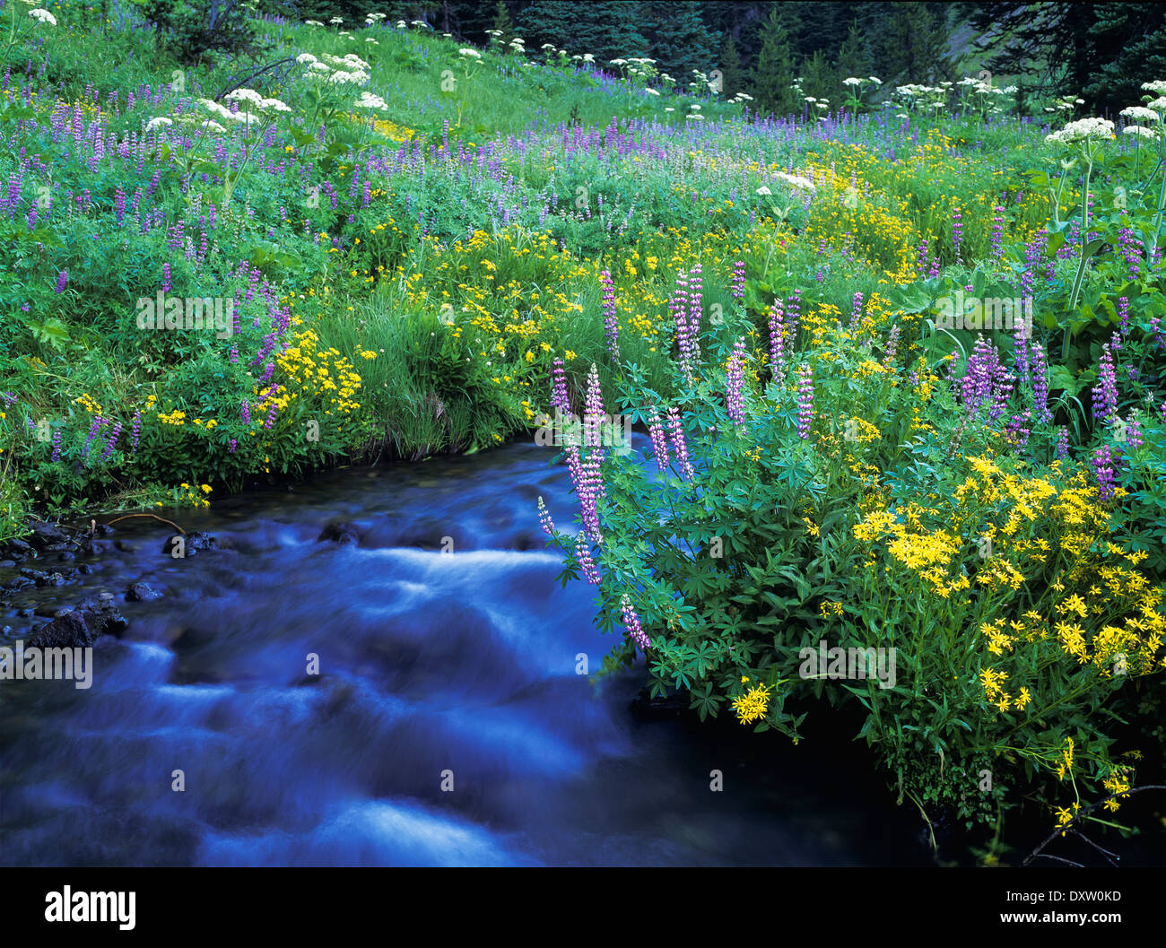 Annie Creek flows through Crater Lake National Park; Mazama, Oregon