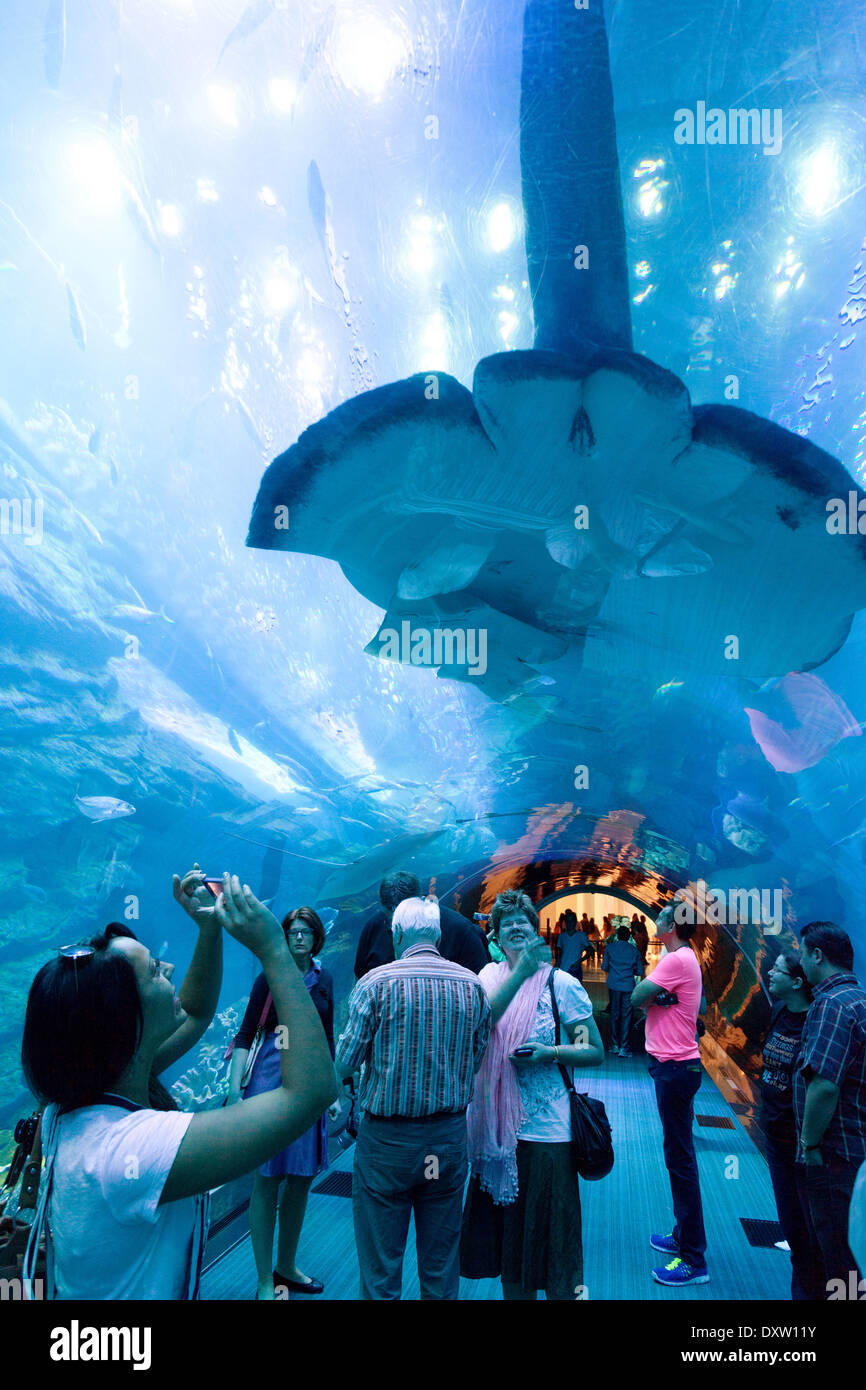 People taking photos of a large manta ray in the tunnel, Dubai Aquarium and Underwater Zoo, Dubai Mall, Dubai UAE Stock Photo