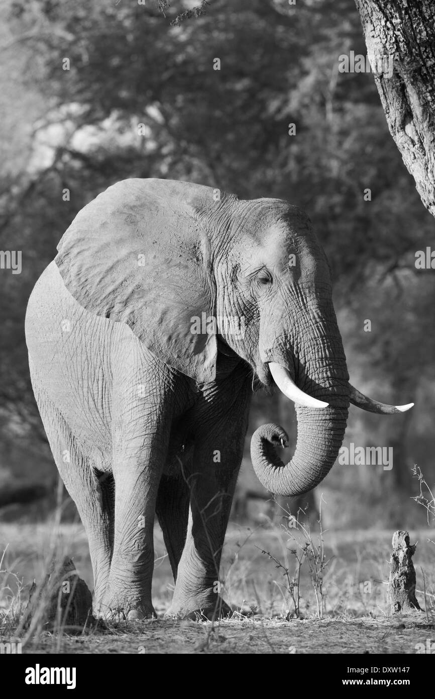 African Elephant bull (Loxodonta africana) curling trunk Stock Photo