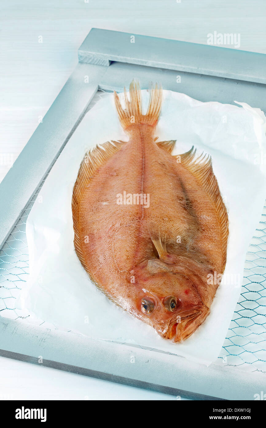 Dab fish hi-res stock photography and images - Alamy