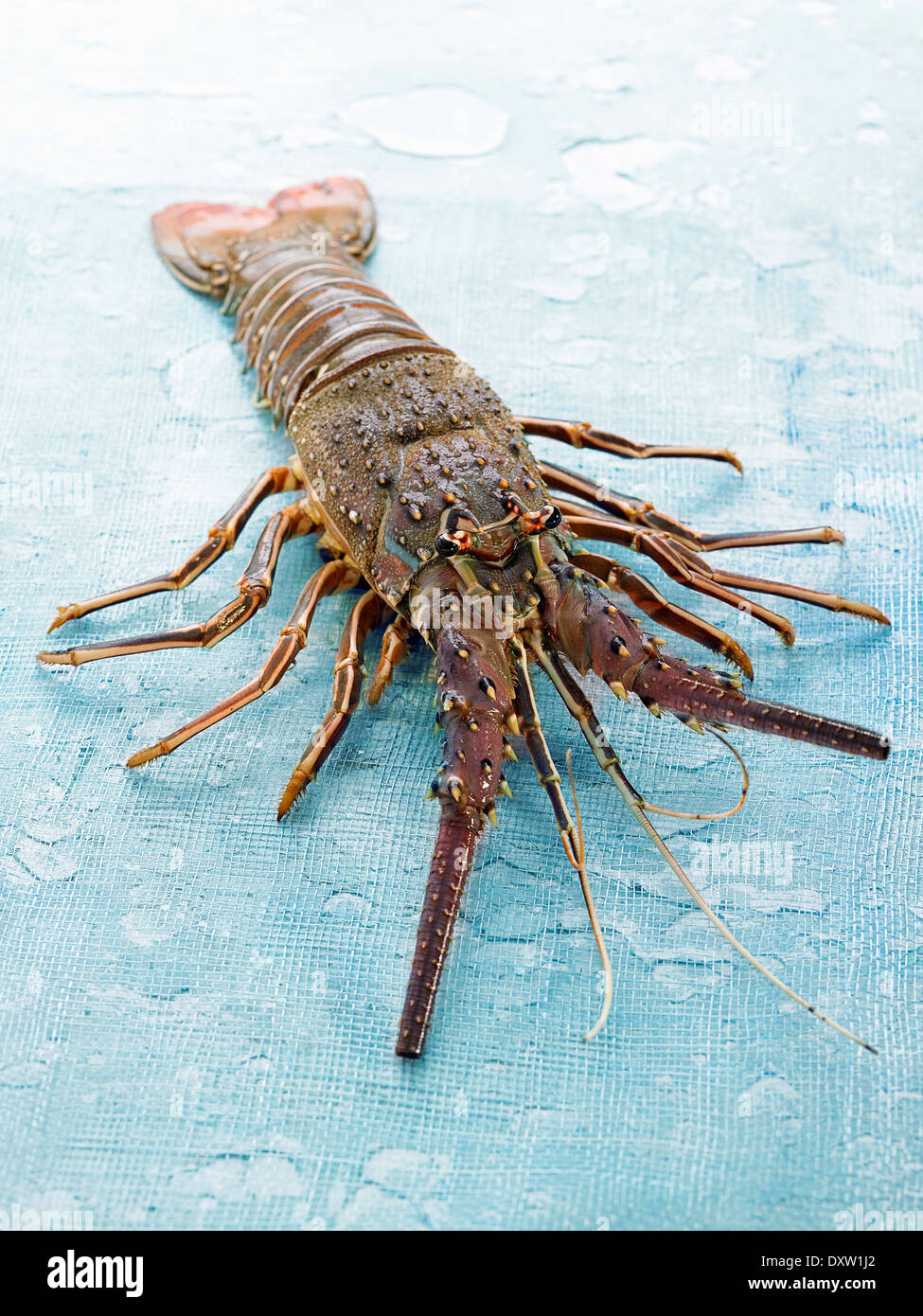 Spiny lobster Stock Photo Alamy
