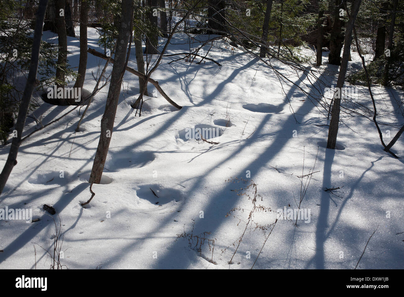 Trees cast long winter shadows onto the snow on a sunny New England day afternoon with shallow circles of human footprints. Stock Photo