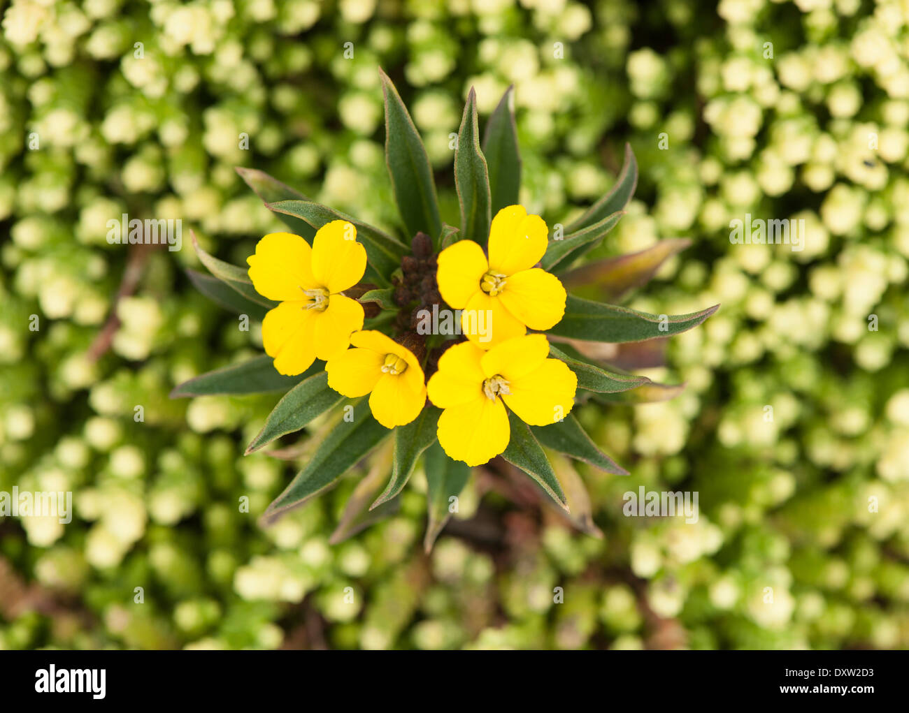 yellow salvia on a bed of sedum Stock Photo - Alamy