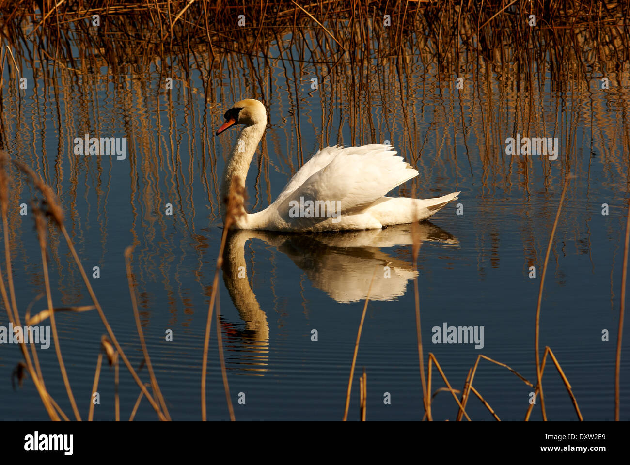 Mute Swan On A Still Lake In Newcastle Upon Tyne Stock Photo Alamy Mute Swan On A Still Lake In Newcastle Upon Tyne Stock Photo Alamy