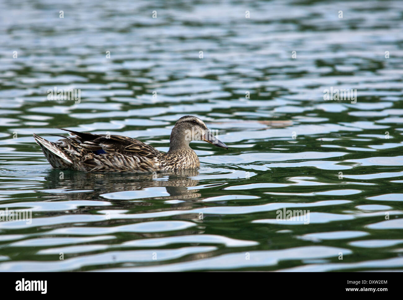 Duck beak hi-res stock photography and images - Alamy