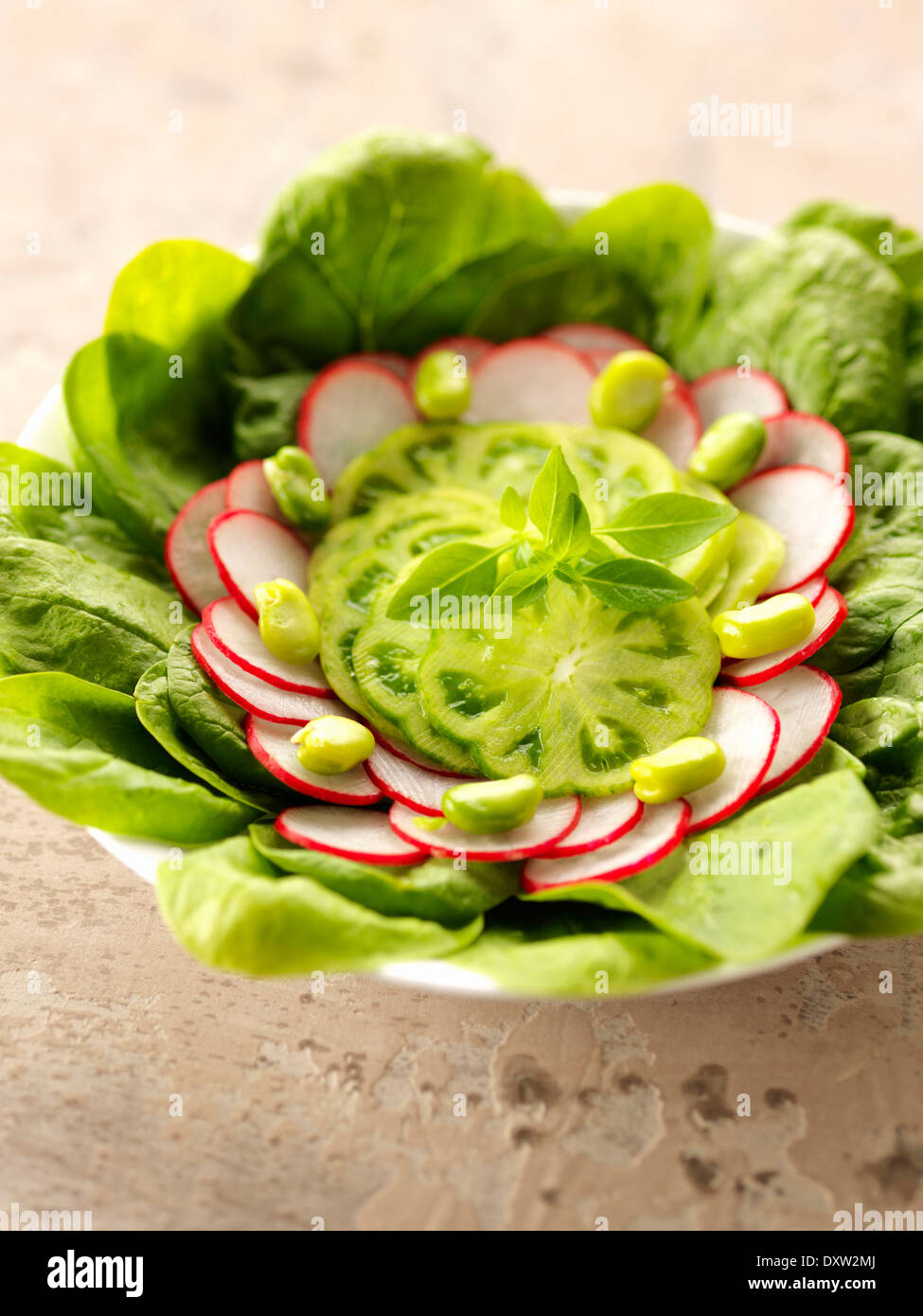 Green tomato,radish and spinach salad Stock Photo