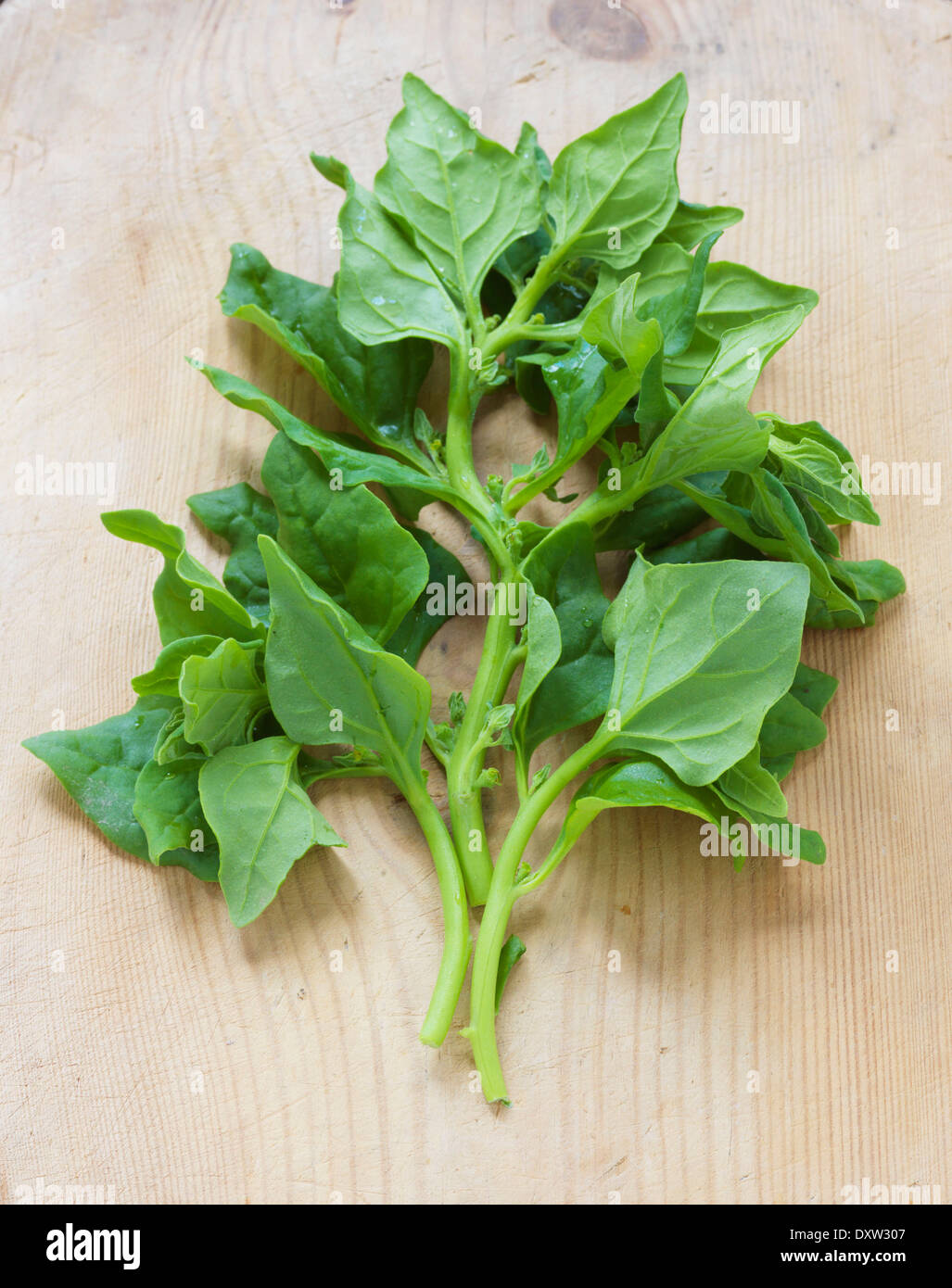 Tetragonia spinach Stock Photo