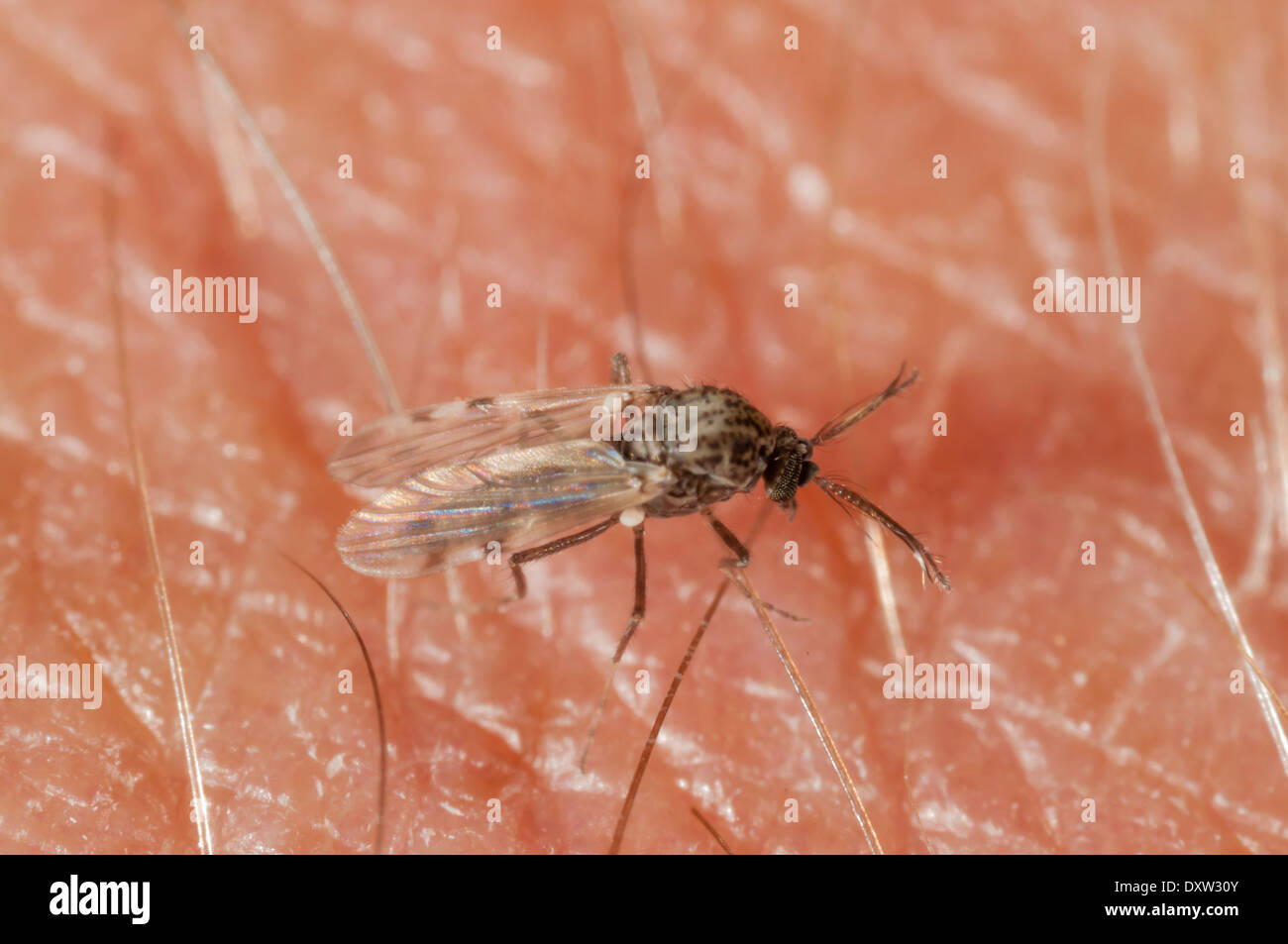 One of the Midges responsible for the transmission of zoonotic diseases to the cattle, such as Blue Tongue or African Horse Sickness. Stock Photo