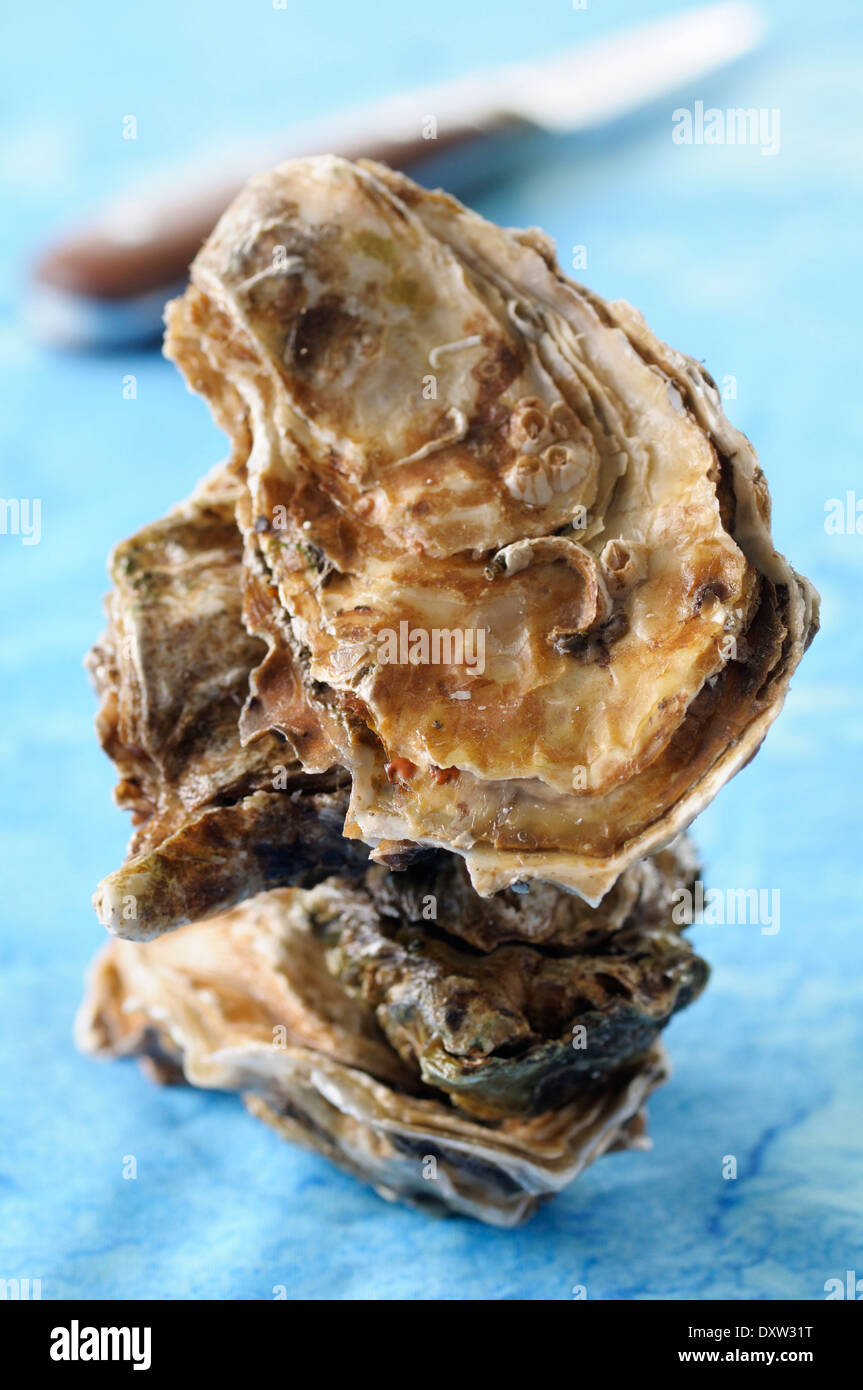Stacked oysters Stock Photo