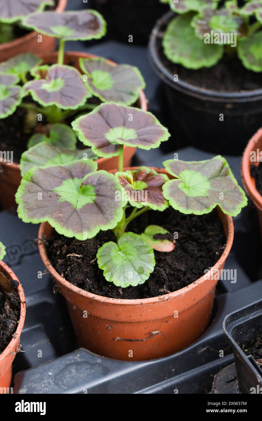 Growing on potted Pelargonium cuttings in a protected environment. Stock Photo
